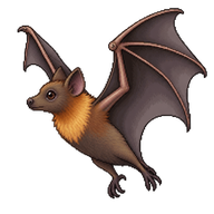 Lesser Short-nosed Fruit Bat