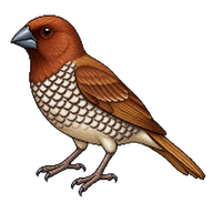 Scaly-breasted Munia