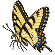 Western Tiger Swallowtail