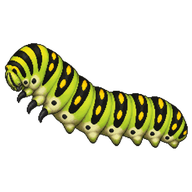 Western Tiger Swallowtail Caterpillar