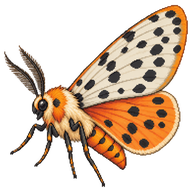 Delicate Cycnia Moth