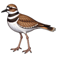 Killdeer