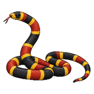Eastern Coral Snake