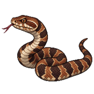 Juvenile Cottonmouth