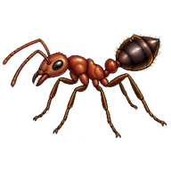 Common Acrobat Ant