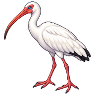 American White Ibis