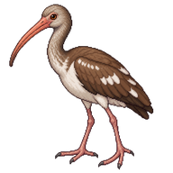 American White Ibis Juvenile