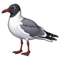 Laughing Gull