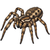 Tiger Wolf Spider