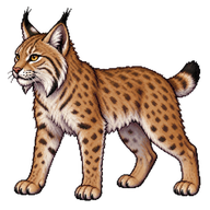 Bobcat