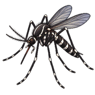 Asian Tiger Mosquito