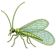 Common Green Lacewing