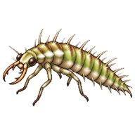 Common Green Lacewing Larva