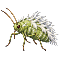 Woolly Alder Aphid