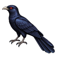 Asian Koel