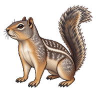 Rock Squirrel