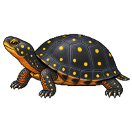 Spotted Turtle
