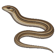 Eastern Glass Lizard