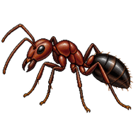 Chestnut Carpenter Ant