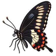 Common Mormon