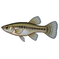 Mosquitofish