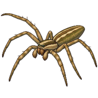 Grass Spider
