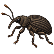 Vine Weevil
