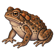 Southern Toad