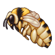 Crotch's Bumble Bee Pupa
