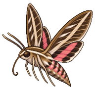 White-lined Sphinx