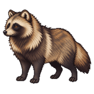 Japanese Raccoon Dog