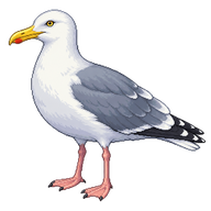 Glaucous-winged Gull