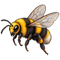 Yellow-faced Bumble Bee