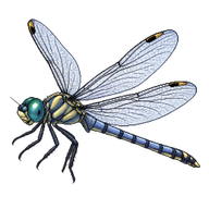 Slender Skimmer