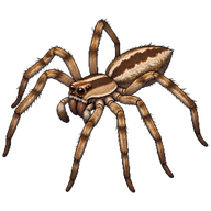 American Nursery Web Spider