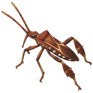 Western Conifer Seed Bug