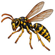 European Paper Wasp