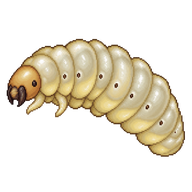 European Paper Wasp Larva