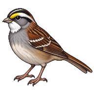 White-throated Sparrow