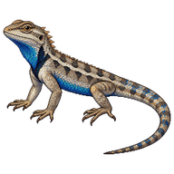 Sagebrush Lizard