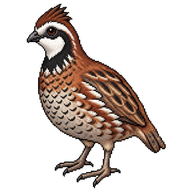 Northern Bobwhite