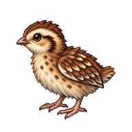Northern Bobwhite Chick