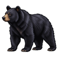 American Black Bear