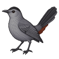 Gray Catbird