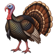 Wild Turkey