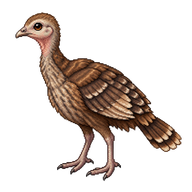 Juvenile Wild Turkey