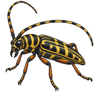 Hickory Borer