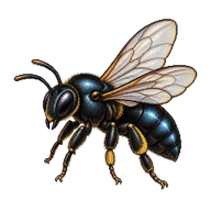 Small Carpenter Bee