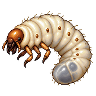 Sacred Scarab Beetle Larva