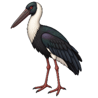 Asian Woolly-necked Stork